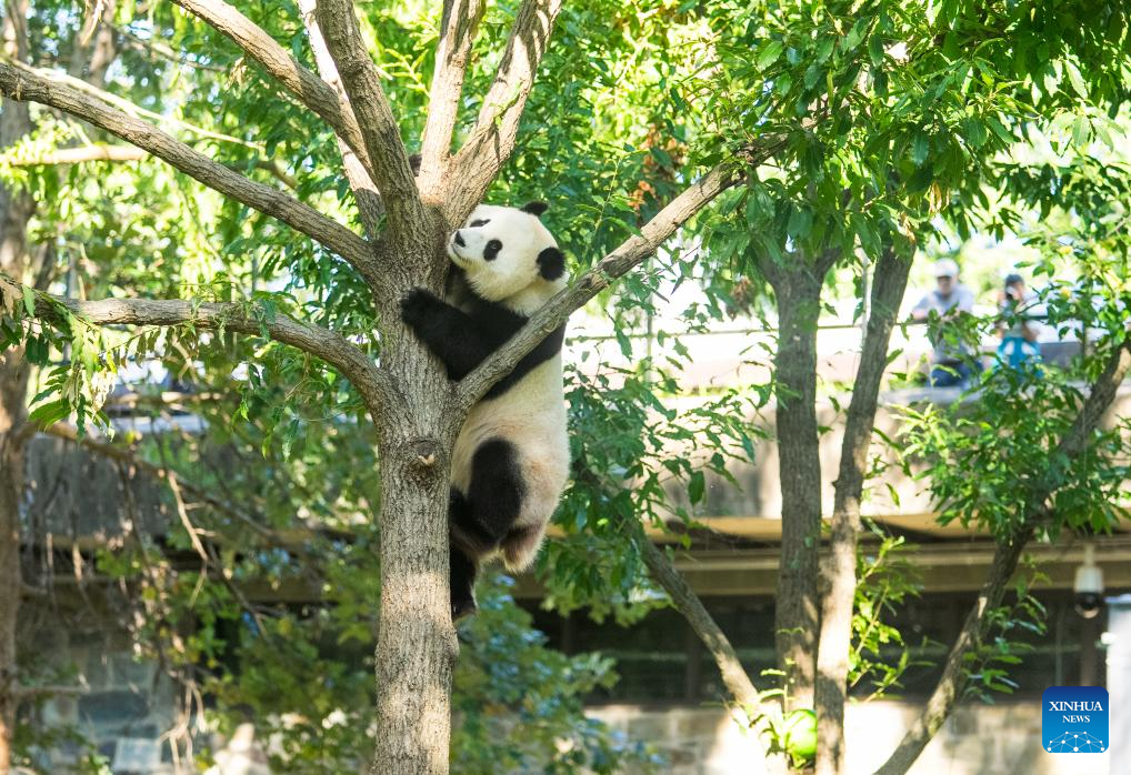 Panda gigante Qing Bao comemora seu 4º aniversário no zoológico de Washington D.C.