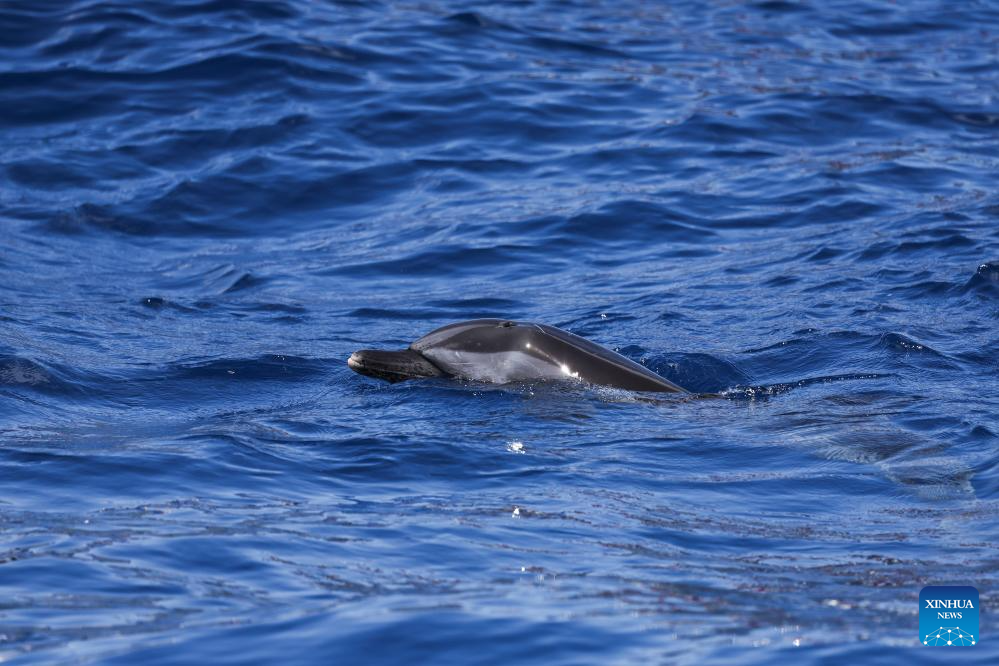 Golfinho "Wan Wan" é devolvido ao mar após ser encontrado encalhado em Hainan, no sul da China