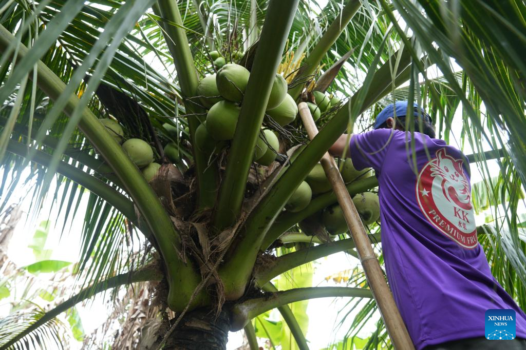 Destaque: Produtores de coco do Vietnã prosperam com crescente exportação para a China