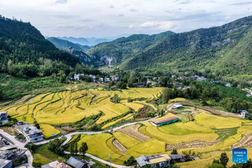 Vila de Wuli, em Chongqing, entra na época da colheita do arroz