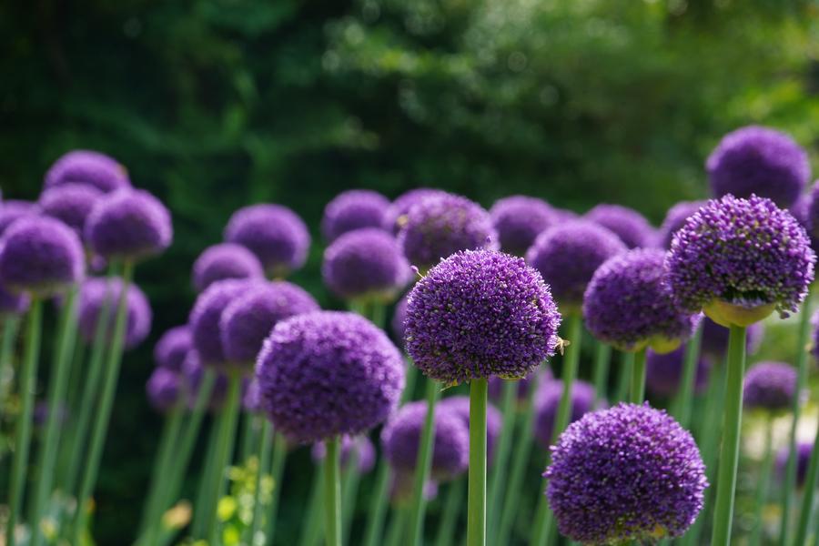 Destaque: China e Uzbequistão protegem conjuntamente diversidade global de Allium