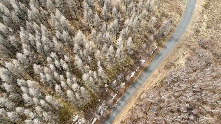 Foto aérea tirada em 4 de abril de 2024 mostra uma vista da Reserva Natural de Daqingshan em Hohhot, na Região Autônoma da Mongólia Interior, no norte da China. (Xinhua/Bei He