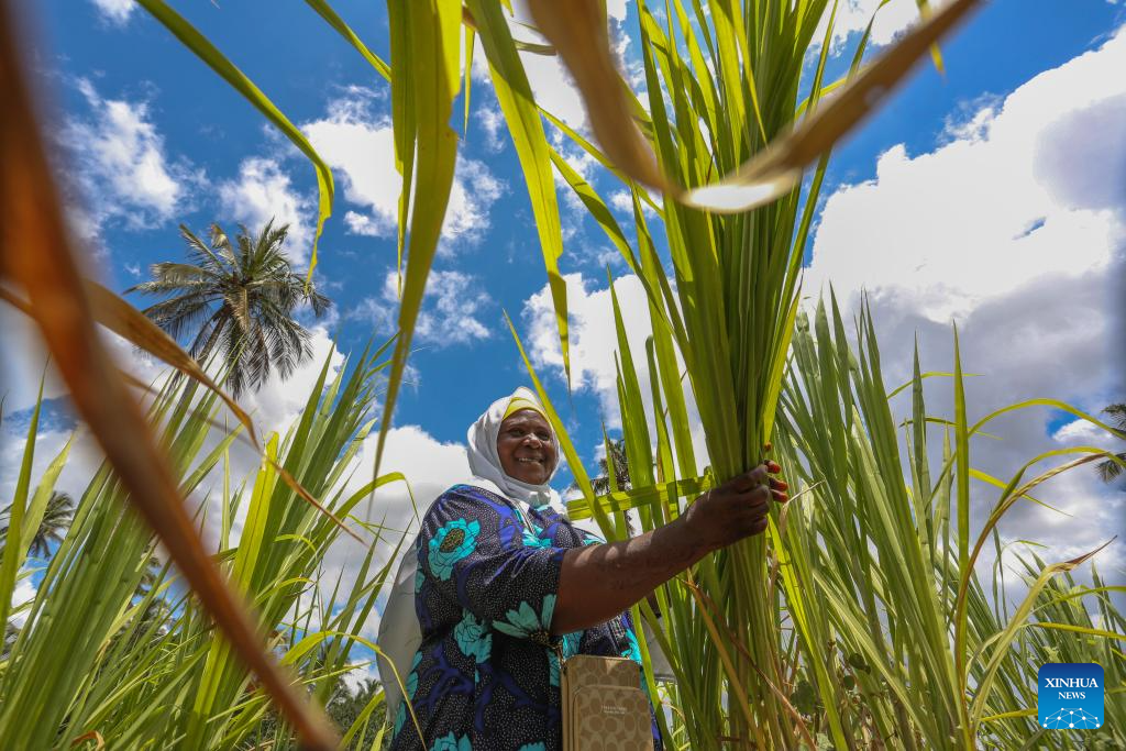Destaque: Mulher de Zanzibar cultiva mudança com capim-juncao chinês