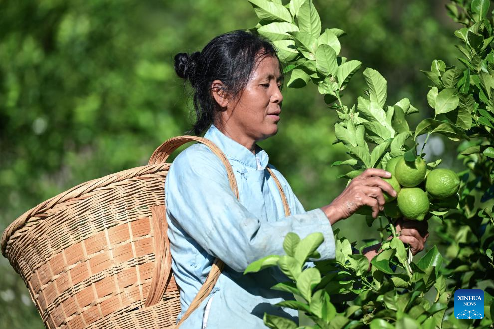 Cultivo e processamento do limão se torna importante indústria agrícola na Vila de Zhexiang, em Guizhou