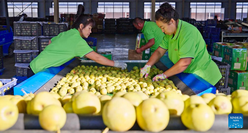 Processamento de peras Nanguo entra na alta temporada em Anshan, no nordeste da China
