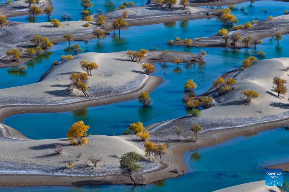 Paisagem das florestas de choupos-do-eufrates no Distrito de Hotan, em Xinjiang