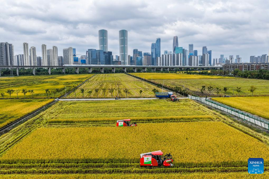 Colheita de arroz avança em Hangzhou, na Província de Zhejiang
