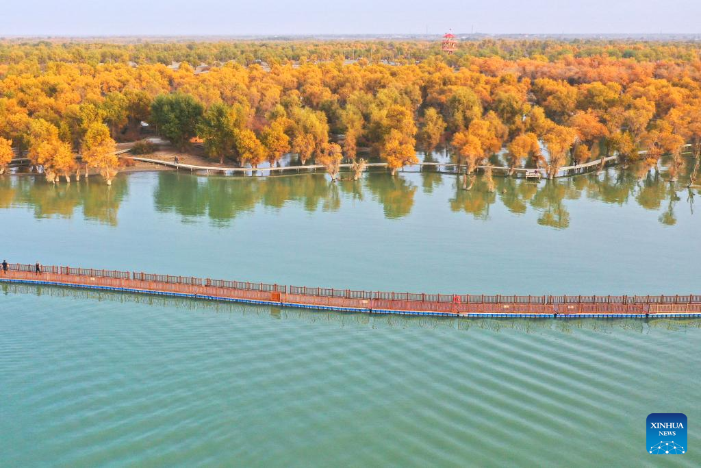 Paisagem outonal de floresta de choupos-do-eufrates em Xinjiang