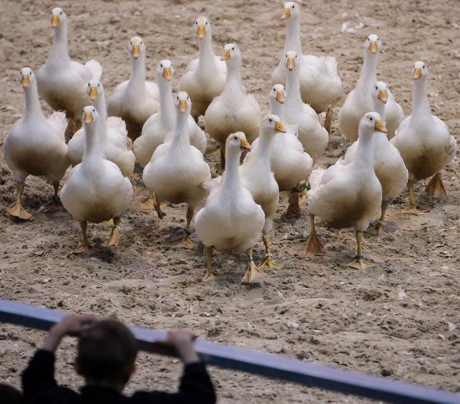 Qual é a gravidade do mais recente surto de gripe aviária na Europa?