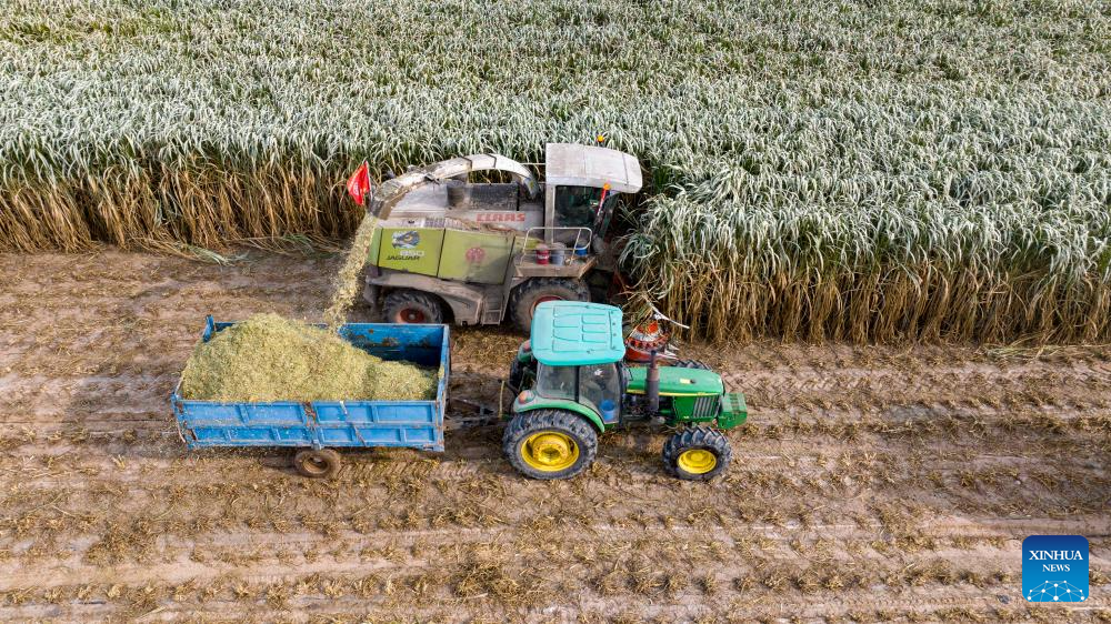 Agricultores colhem Juncao gigante na Vila de Minning, em Ningxia
