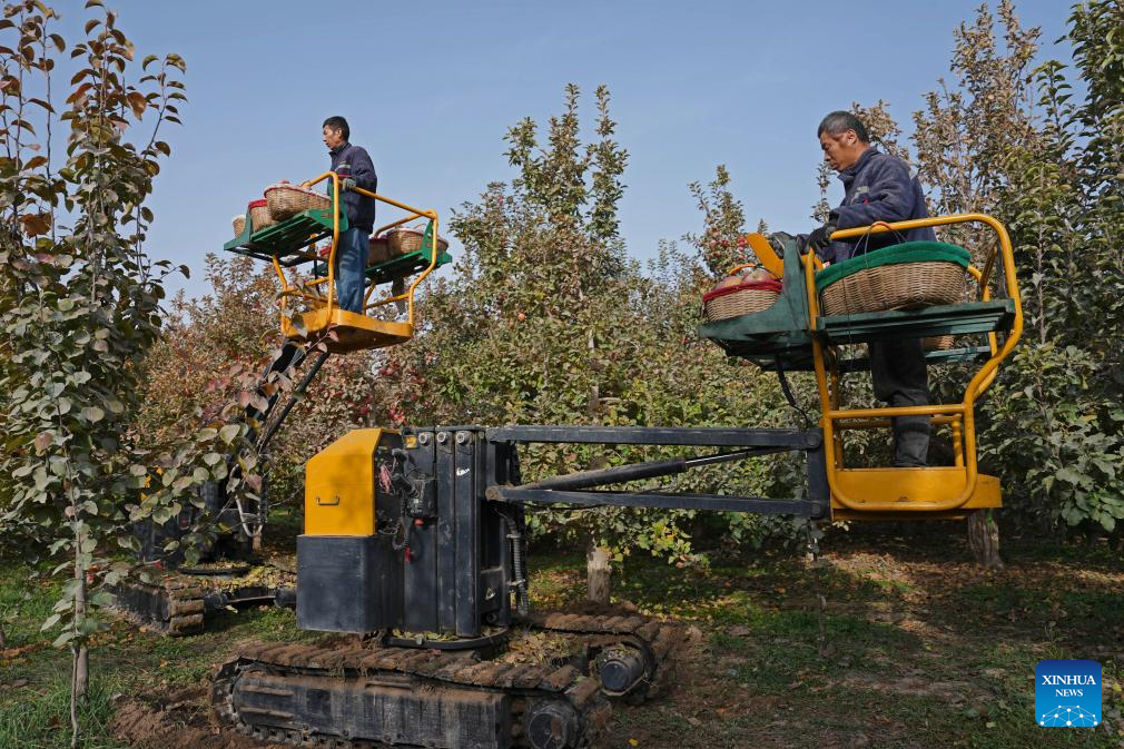 Funcionários colhem maçãs na Cidade de Alaer, em Xinjiang