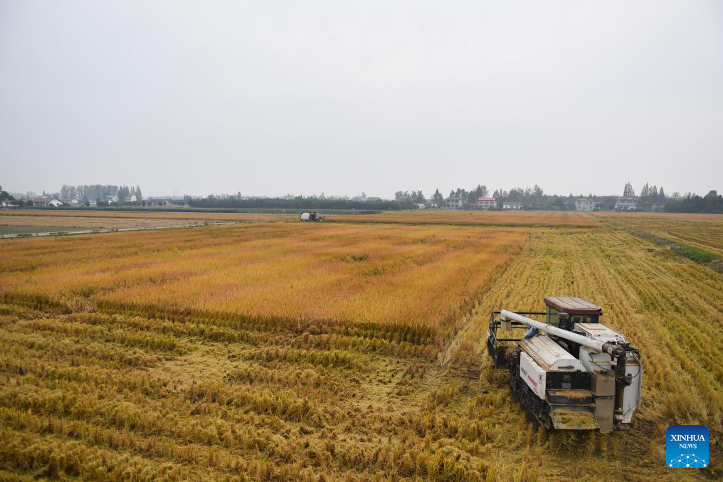 Época de colheita do arroz tardio começa na cidade chinesa de Yiyang