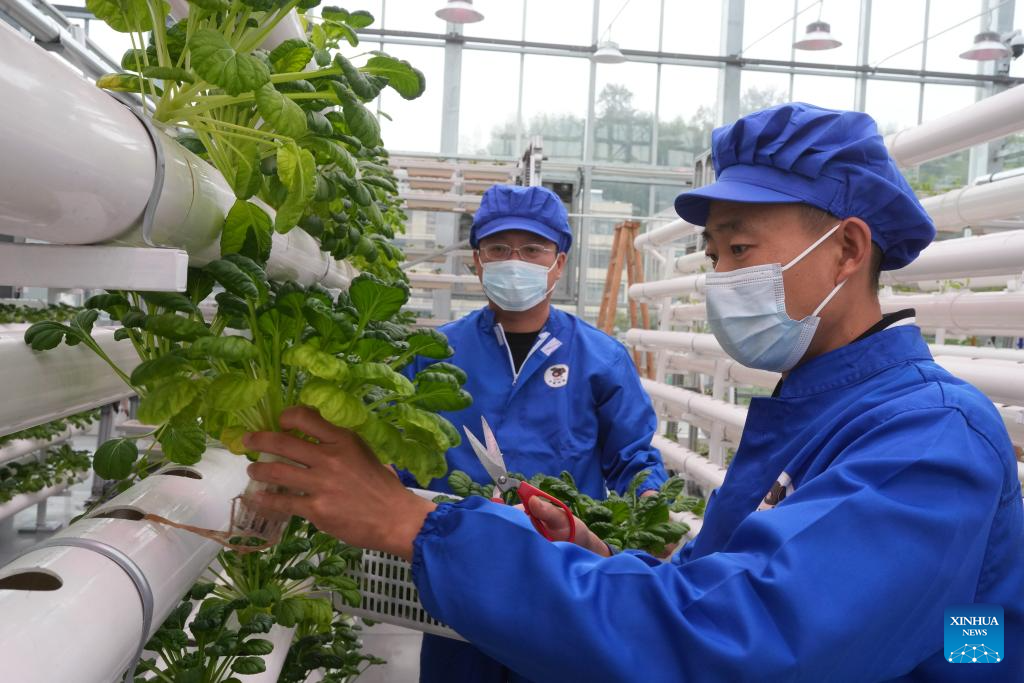 Parque agrícola inteligente entra em funcionamento em Zhuji, na Província de Zhejiang