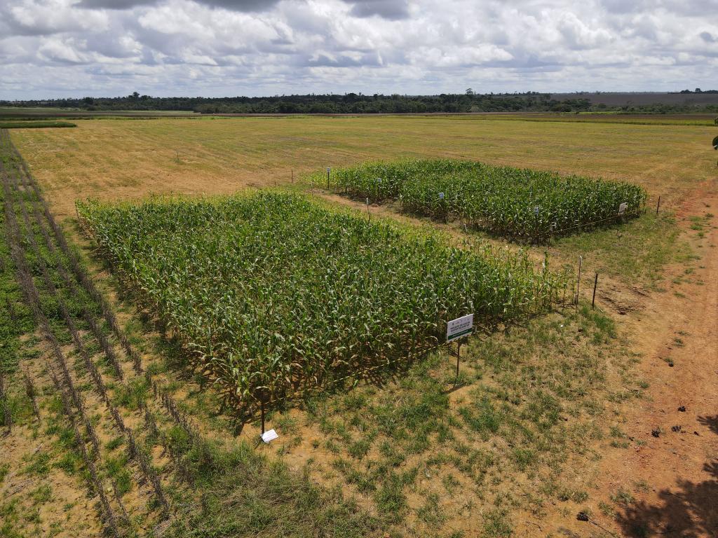 (Multimídia) China e Brasil unidas recuperam solos na Amazônia e semeiam sustentabilidade