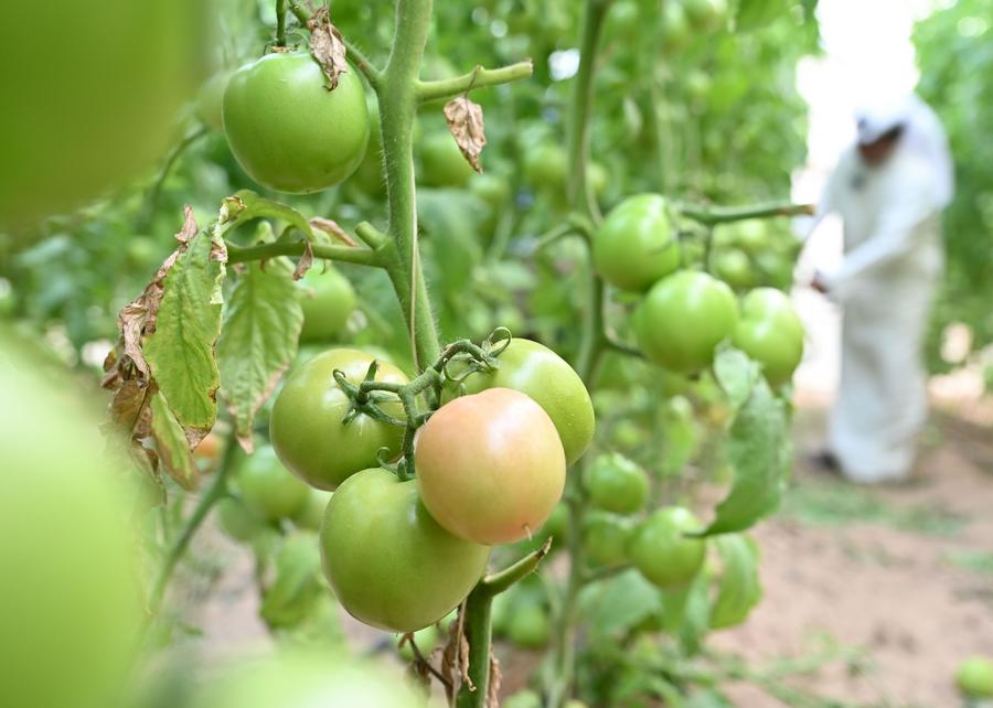Tecnologia e equipamentos chineses ajudam agricultor kuwaitiano a transformar deserto em local agrícola próspero