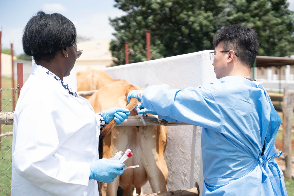 Técnicos de Moçambique e da China realizam coleta de amostras de bovinos, em 6 de novembro de 2025. (Xinhua/ Liu Jie)