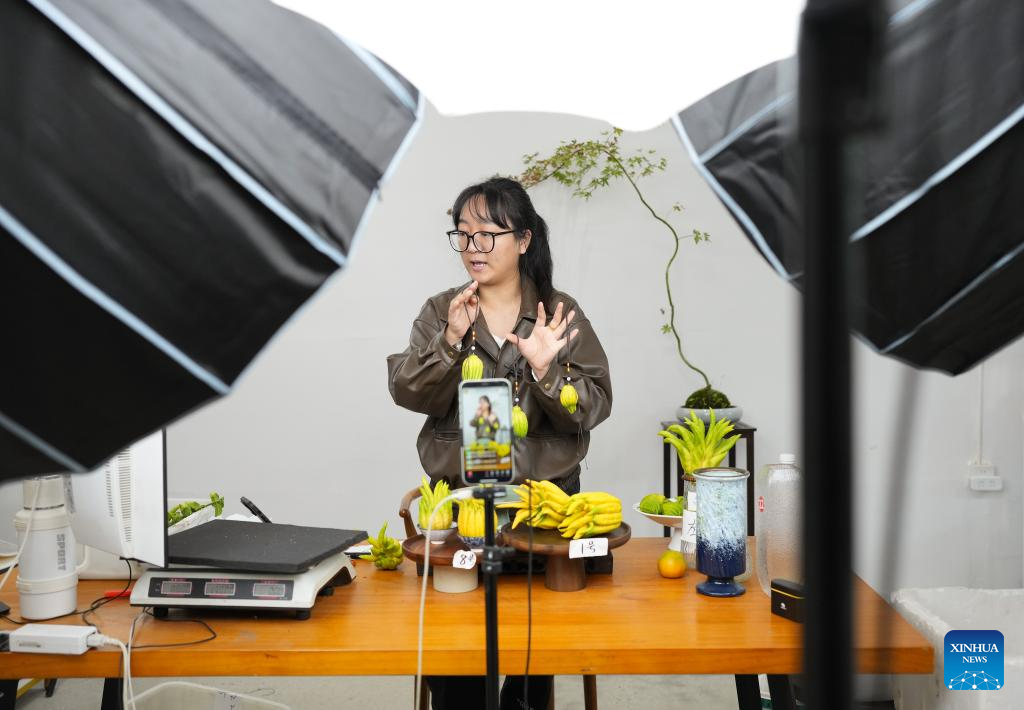 Colheita da cidra mão-de-buda de Jinhua avança na província chinesa de Zhejiang