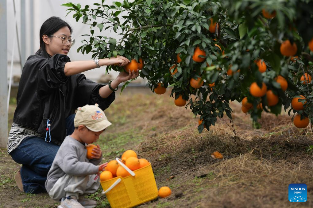 Província chinesa de Zhejiang inicia colheita das frutas cítricas