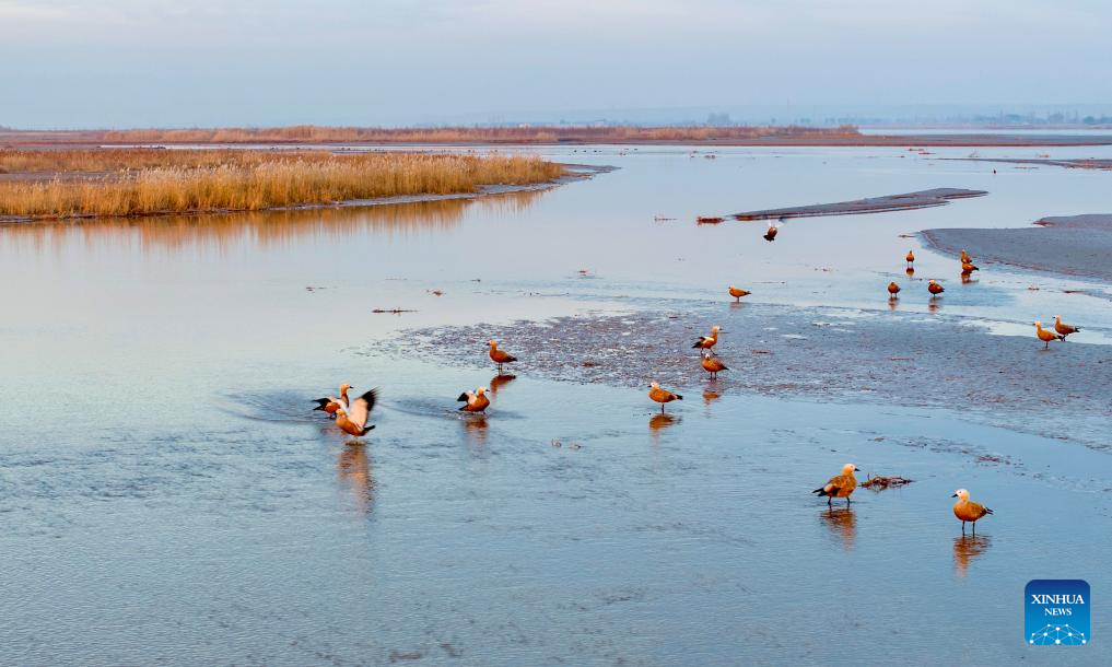 Parque de pântano se torna santuário para aves migratórias em Ningxia, no noroeste da China