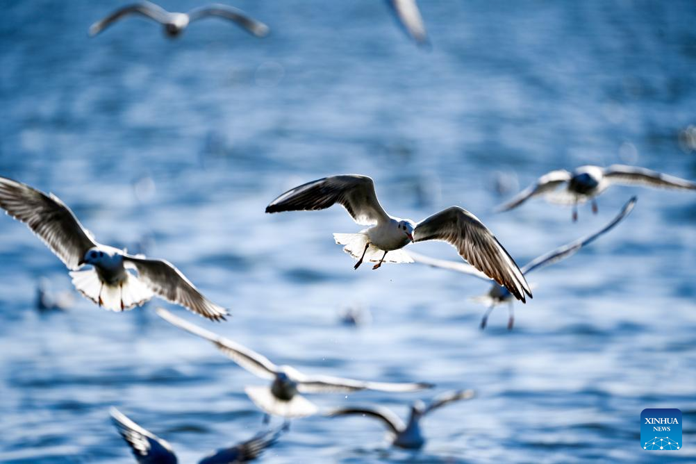 Gaivotas transformam cais do Rio Haihe em atração turística em Tianjin, no norte da China