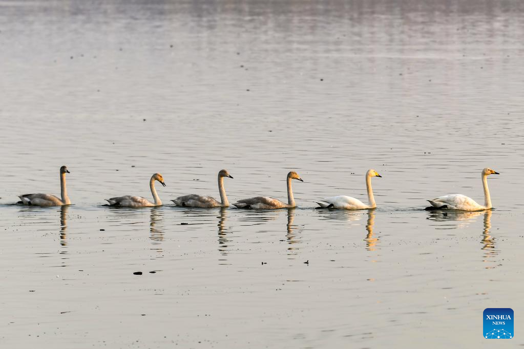 Pântano do Rio Amarelo de Pinglu em Shanxi recebe cisnes selvagens migratórios