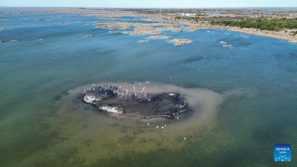 Fotos: aves migratórias na Reserva Natural Nacional do Delta do Rio Amarelo, no leste da China