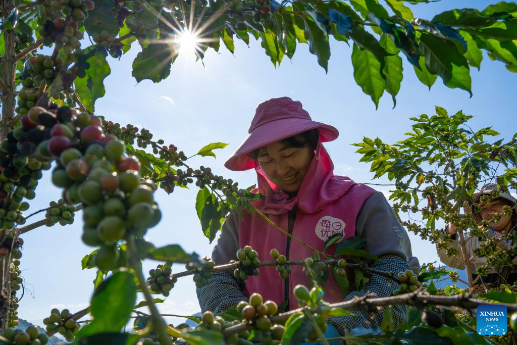 Plantações de café entram na época da colheita em Baoshan, na província chinesa de Yunnan.