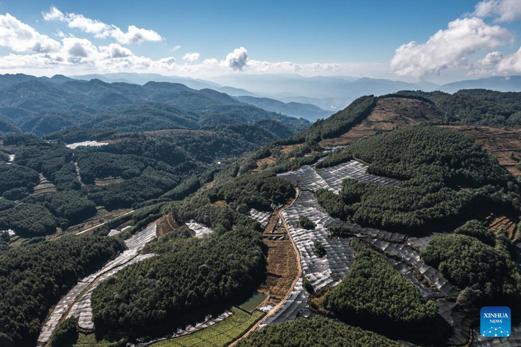 Cidade de Baoshan promove cultivo padronizado e em grande escala do wasabi em Yunnan, sudoeste da China