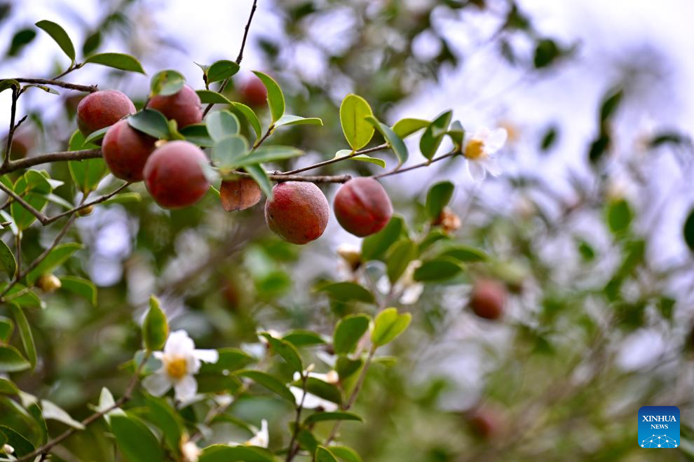 Camélias de óleo de chá entram na época da colheita no Distrito de Yongtai, na Província de Fujian