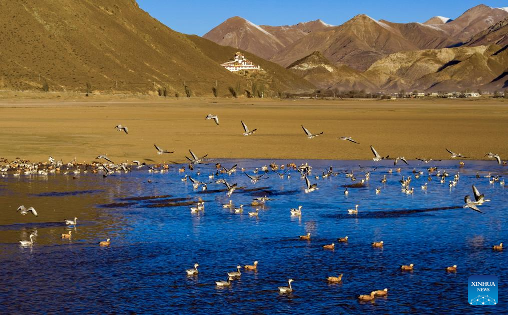 Fotógrafos registram imagens de aves migratórias no Distrito de Lhunzhub em Lhasa, em Xizang