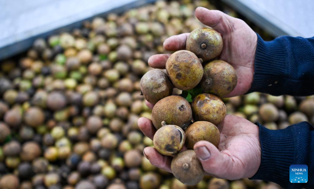 Distrito Autônomo da Etnia Li de Baisha em Hainan impulsiona economia com culturas industriais