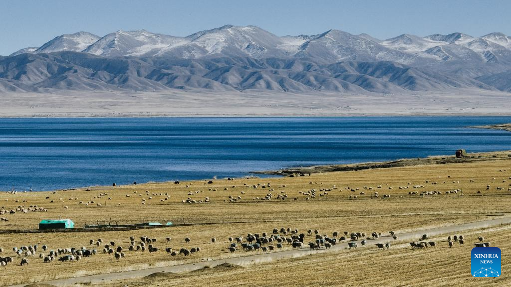 Ovelhas pastam na margem do Lago Qinghai, no noroeste da China