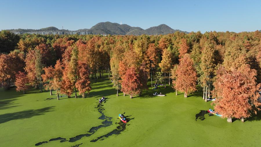 Foto aérea tirada por drone em 28 de novembro de 2025 mostra turistas remando por uma floresta alagada no ponto turístico do Lago Qingshan, no distrito de Lin'an, na cidade de Hangzhou, Província de Zhejiang, leste da China. O Lago Qingshan, um lago artificial no distrito de Lin'an, na cidade de Hangzhou, é conhecido por sua floresta alagada. (Xinhua/Weng Xinyang)