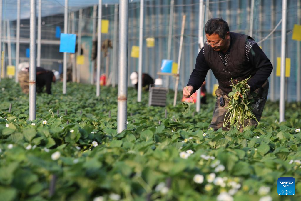 Agricultores chineses intensificam trabalho com aproximação do termo solar "Grande Neve"
