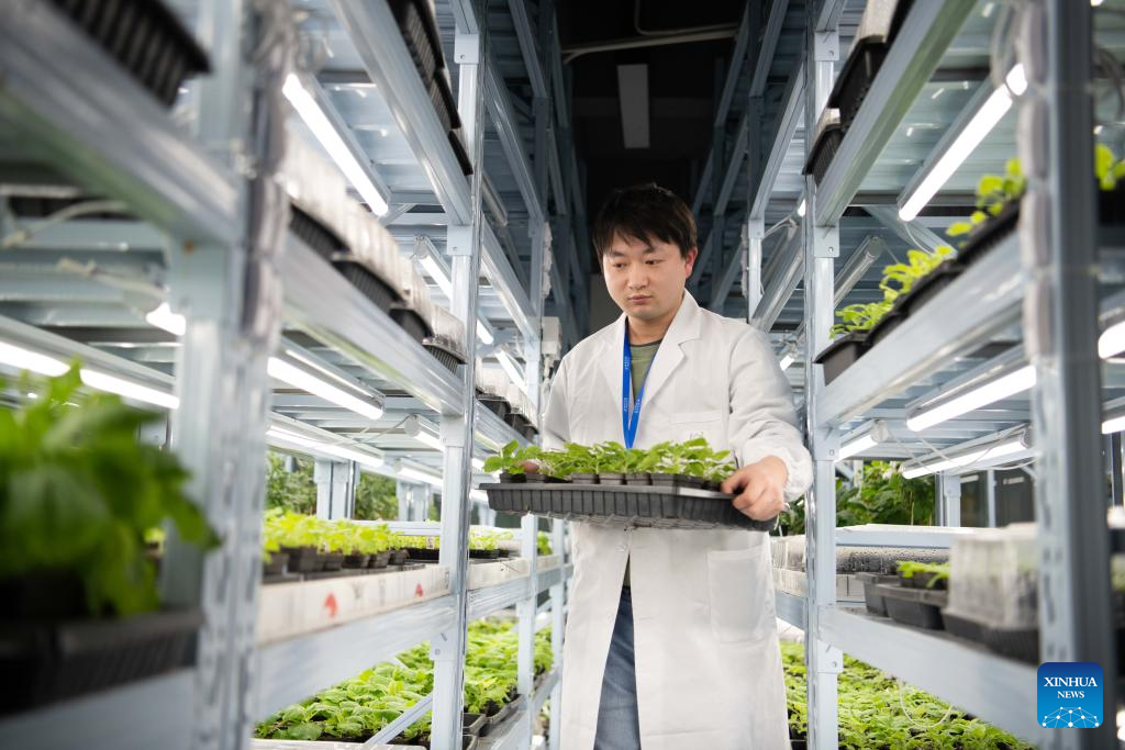 Pesquisadores chineses cultivam com sucesso plantas bioluminescentes