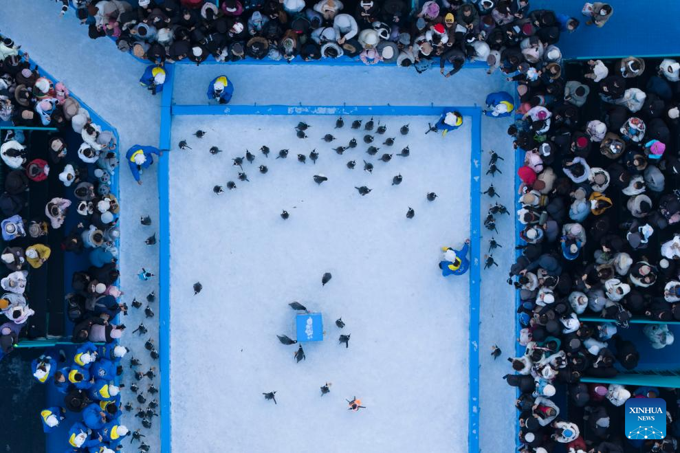 Desfile de pinguins atrai visitantes no parque temático Harbin Polarland, em Heilongjiang