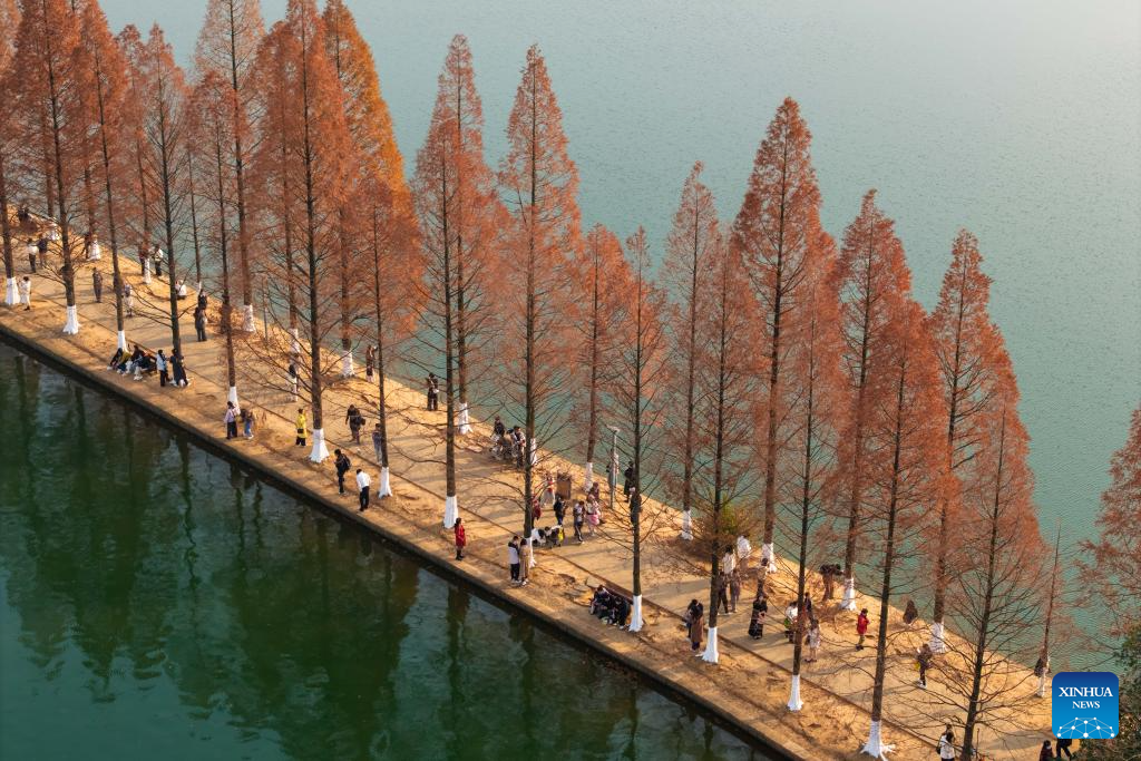 Turistas apreciam folhas de metasequoia em Changsha, na Província de Hunan