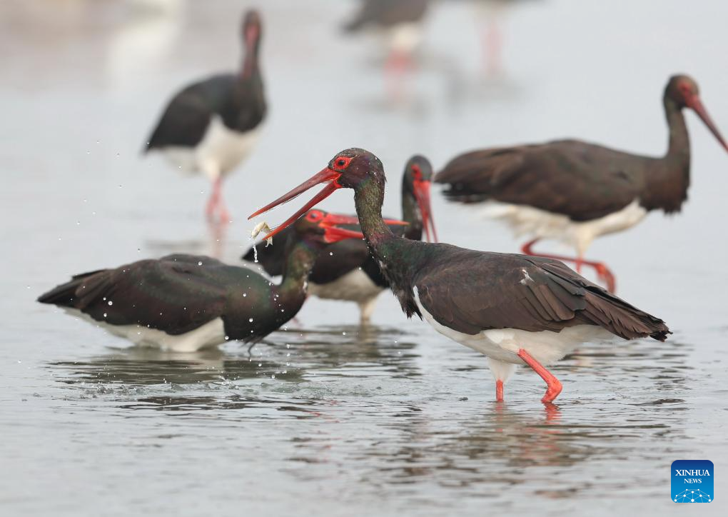Cegonhas-pretas são avistadas em busca de alimento no Rio Mianman, na Província de Hebei