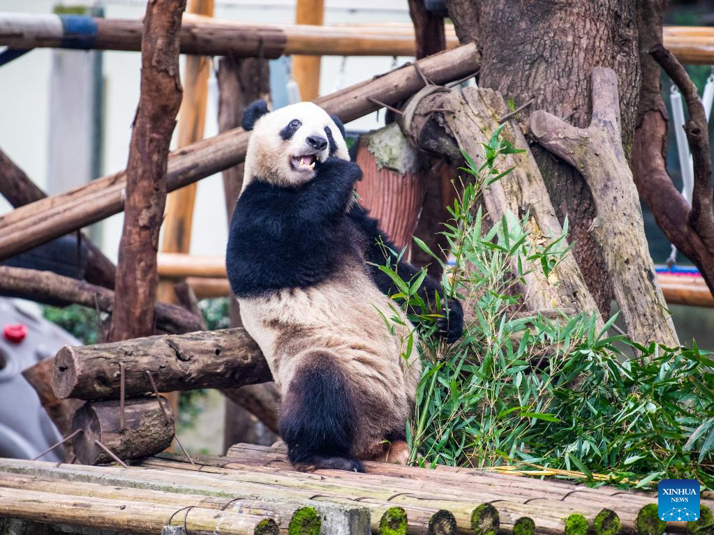 Recinto dos pandas gigantes no zoológico de Chongqing reabre após reforma