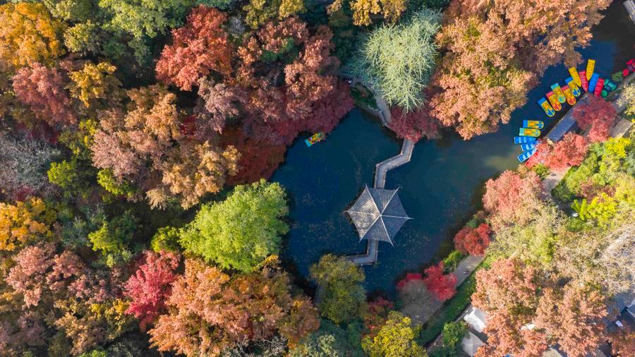 (Multimídia) China relata conquistas na conservação de recursos de germoplasma florestal e de pastagens