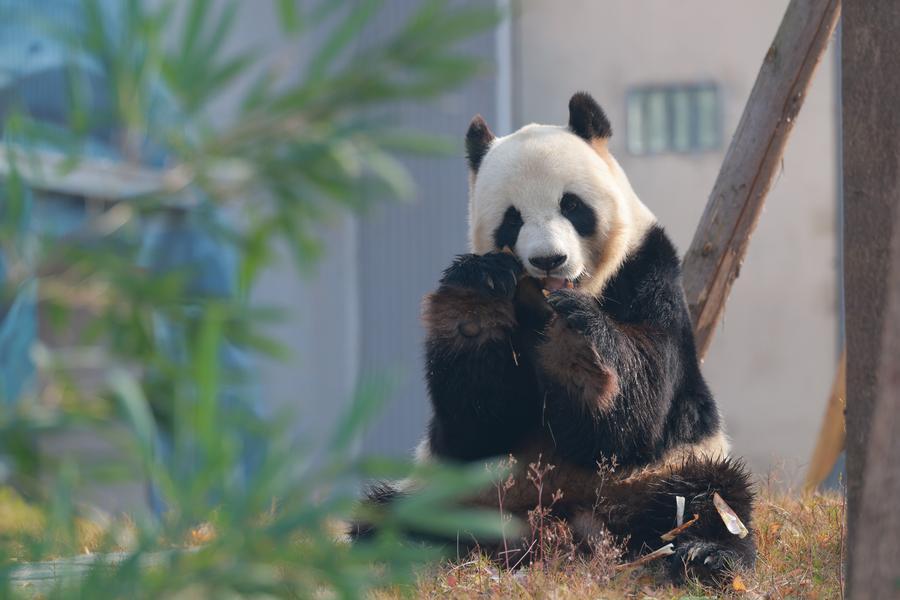 (Multimídia) Mais nova base de pandas gigantes da China abre ao público, integrando tecnologia e conservação