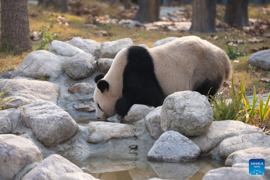 Nova base do centro de conservação e pesquisa do panda gigante abre ao público em Sichuan, no sudoeste da China