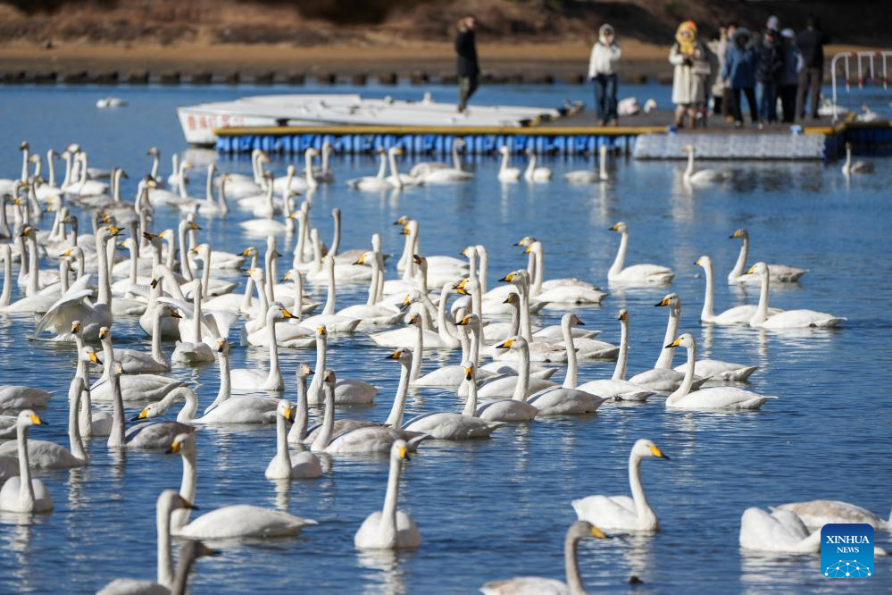 Mais de 6.000 cisnes-bravos migratórios passam inverno em Rongcheng, no leste da China