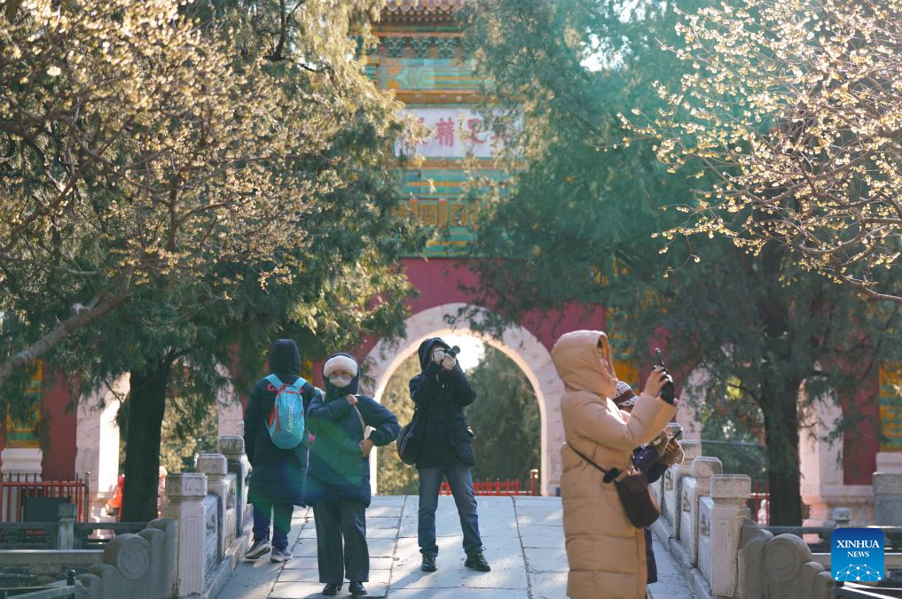 Templo Wofo em Beijing exibe floração completa da flor-de-inverno