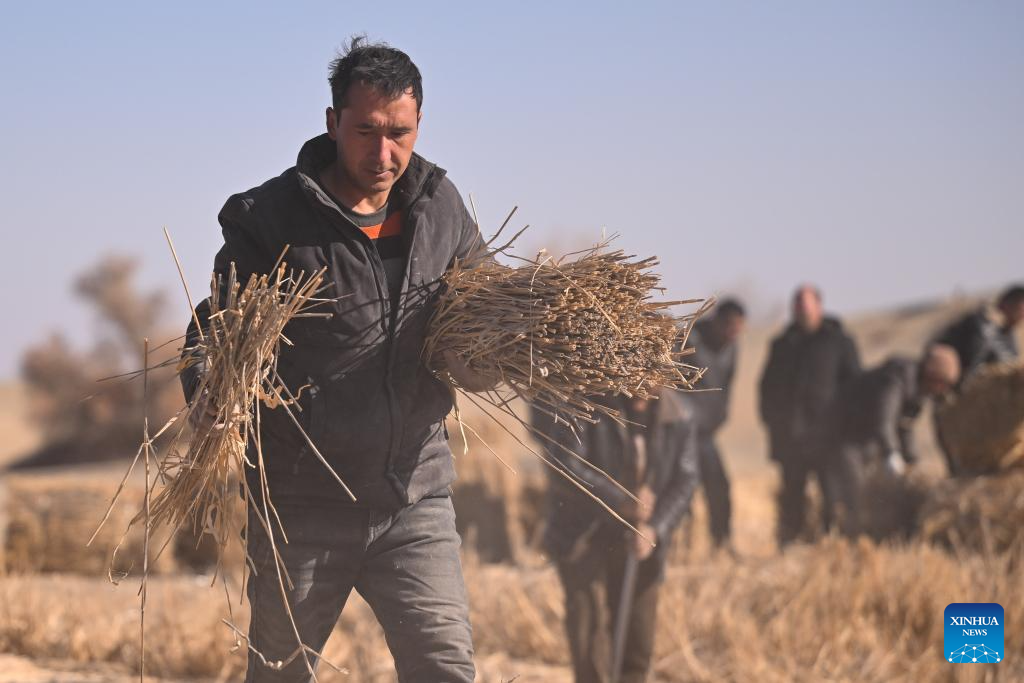 Agricultores preparam juncos e instalam grades de areia para combater desertificação em Xinjiang, noroeste da China