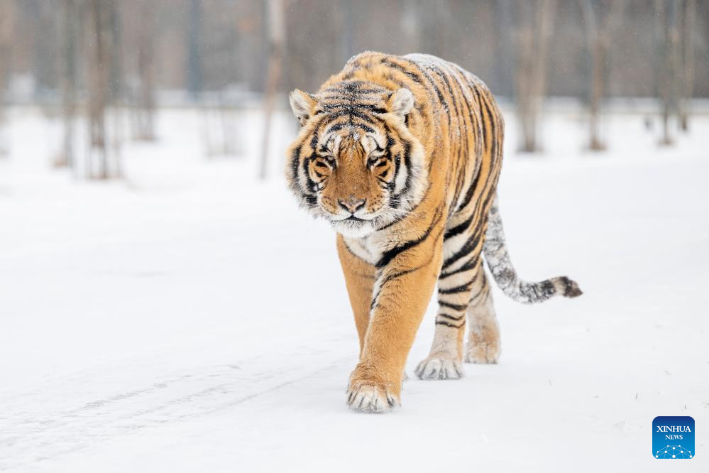 Fotos: Parque do Tigre Siberiano coberto de neve em Harbin