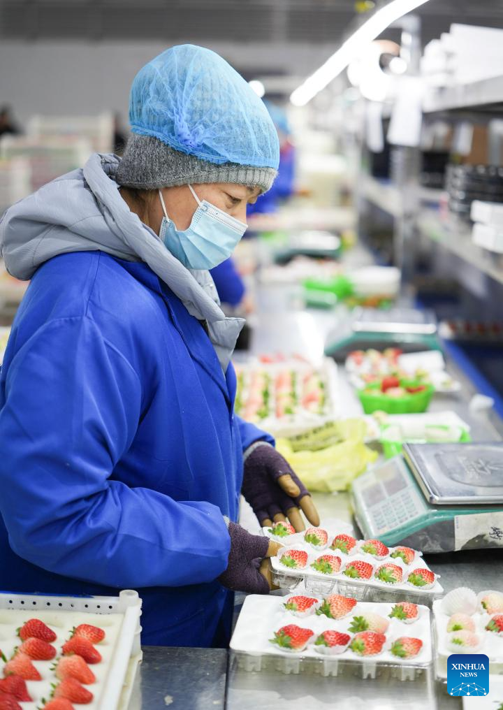 Cidade chinesa de Donggang investe em modernização da cadeia produtiva do morango