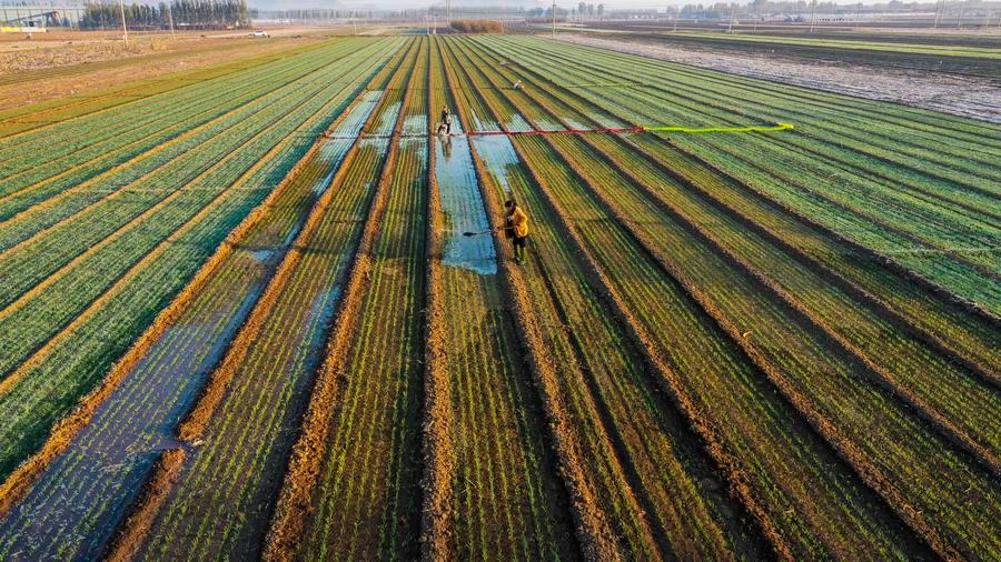 (Multimídia) China divulga plano de ação para acelerar a modernização agrícola
