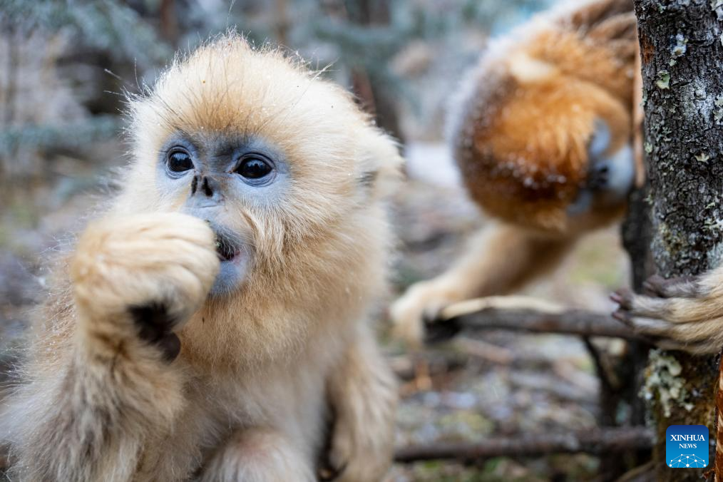 Veja fotos de raros macacos-dourados-de-nariz-arrebitado no Parque Nacional de Shennongjia