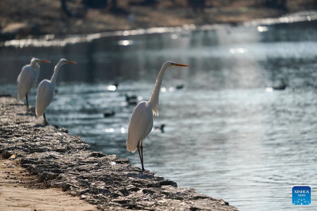 Garças chegam à cidade chinesa de Taiyuan para passar o inverno graças às melhorias ambientais